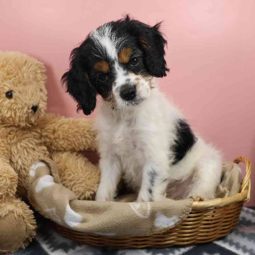 carousel pet images