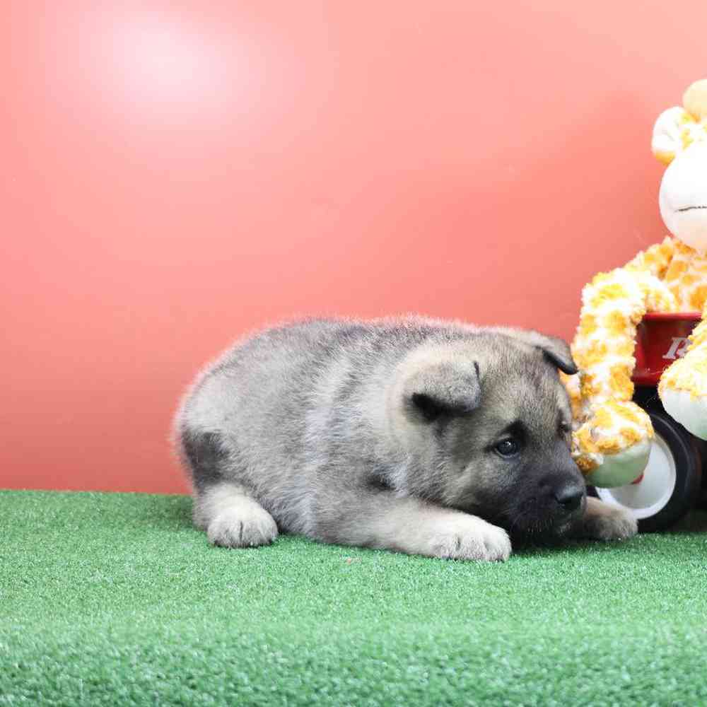 Male Norwegian Elkhound Puppy for Sale in Millersburg, IN