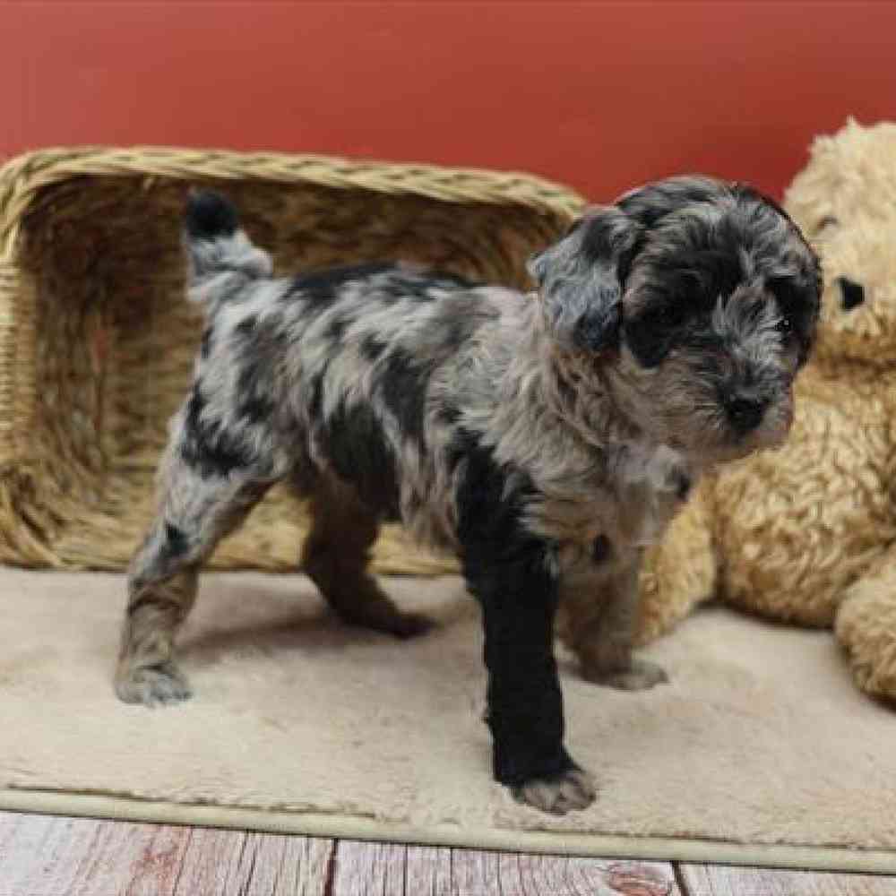 carousel pet images