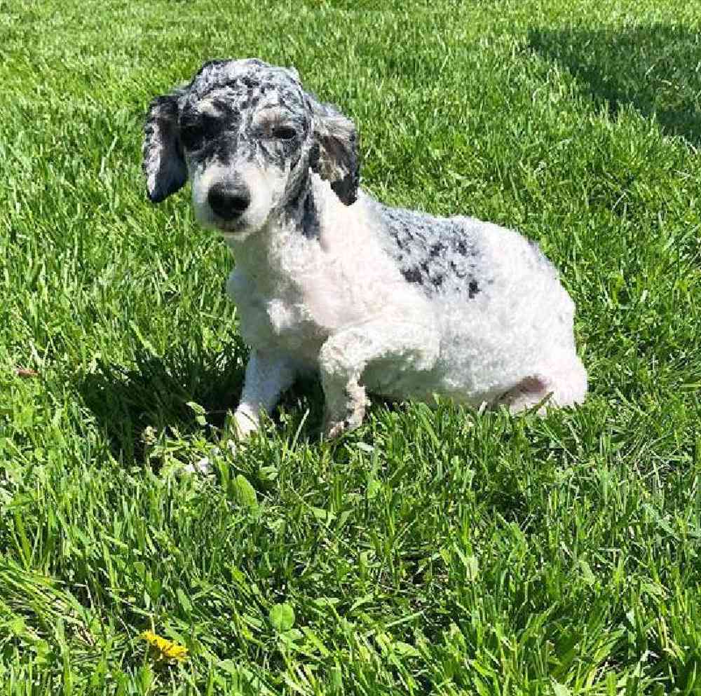 Female Mini Poodle Puppy for Sale in Millersburg, IN