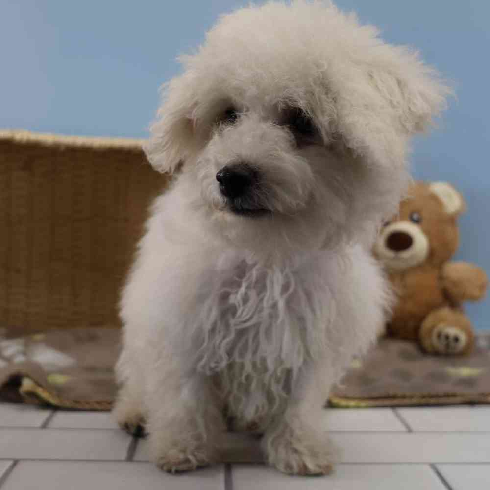 carousel pet images