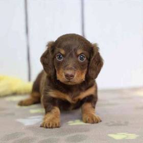 Dachshund