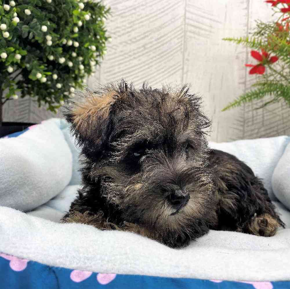 carousel pet images
