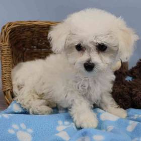Bichon