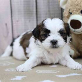 Shih Tzu