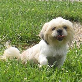 Shih Tzu