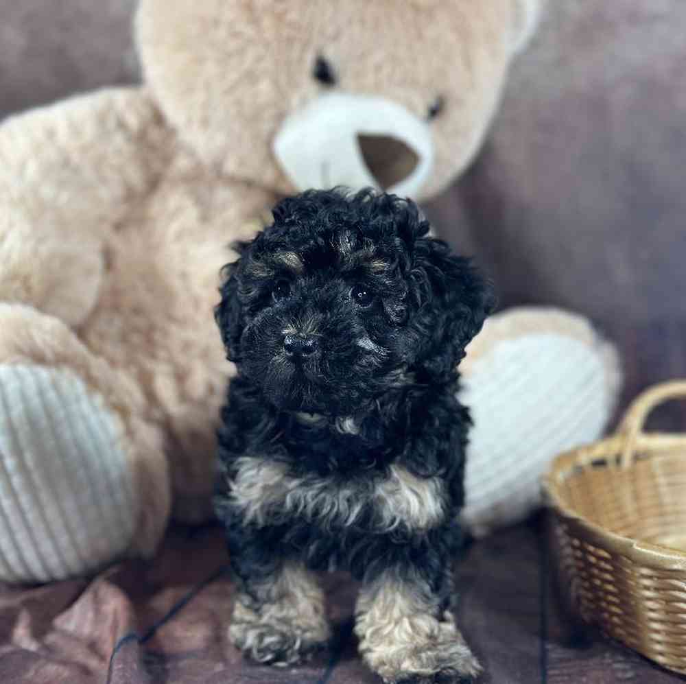 Female Mini Poodle Puppy for Sale in Millersburg, IN