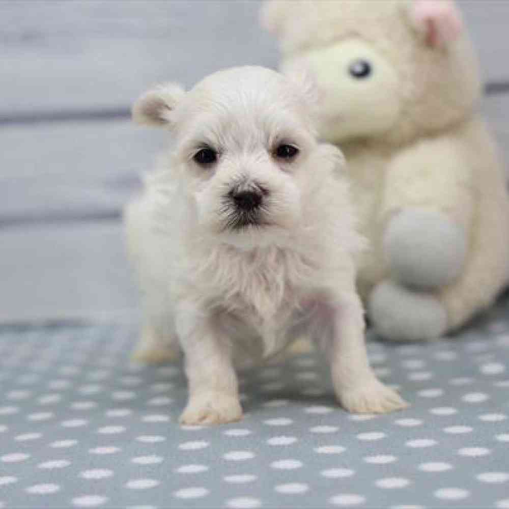 pet-img