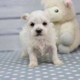 Maltese
