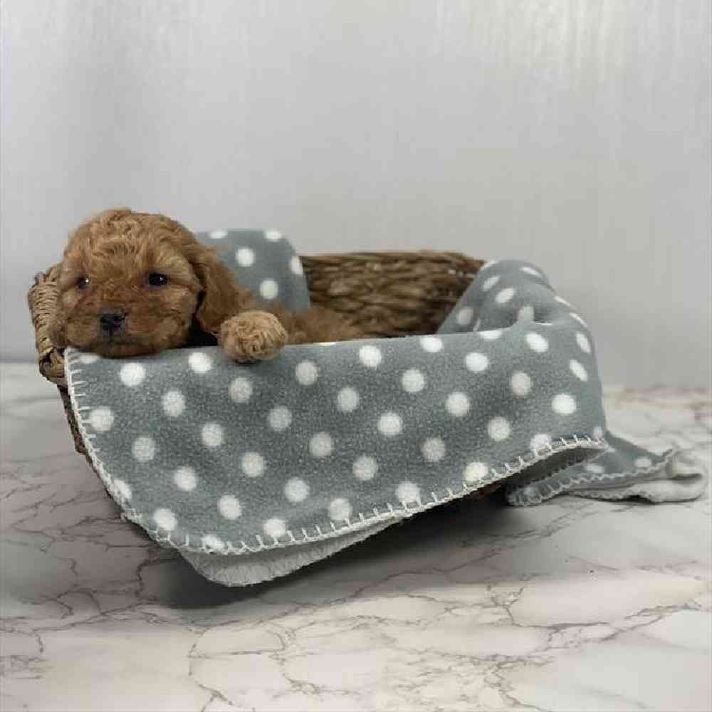 Female Cavapoo Puppy for Sale in Millersburg, IN