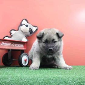 Norwegian Elkhound