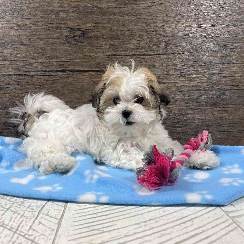 carousel pet images