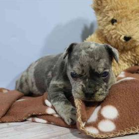 3/4 Frenchie 1/4 Bull Mastiff