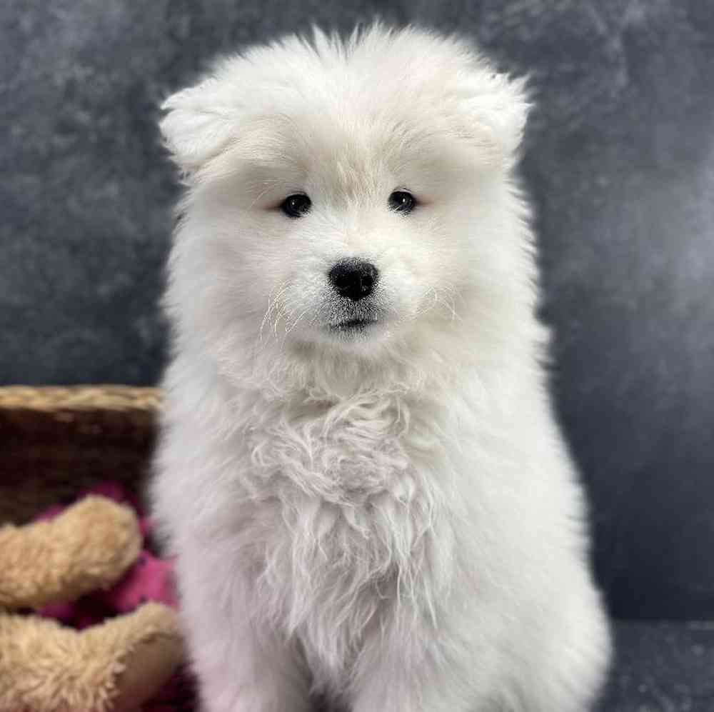 Female Samoyed Puppy for Sale in Millersburg, IN