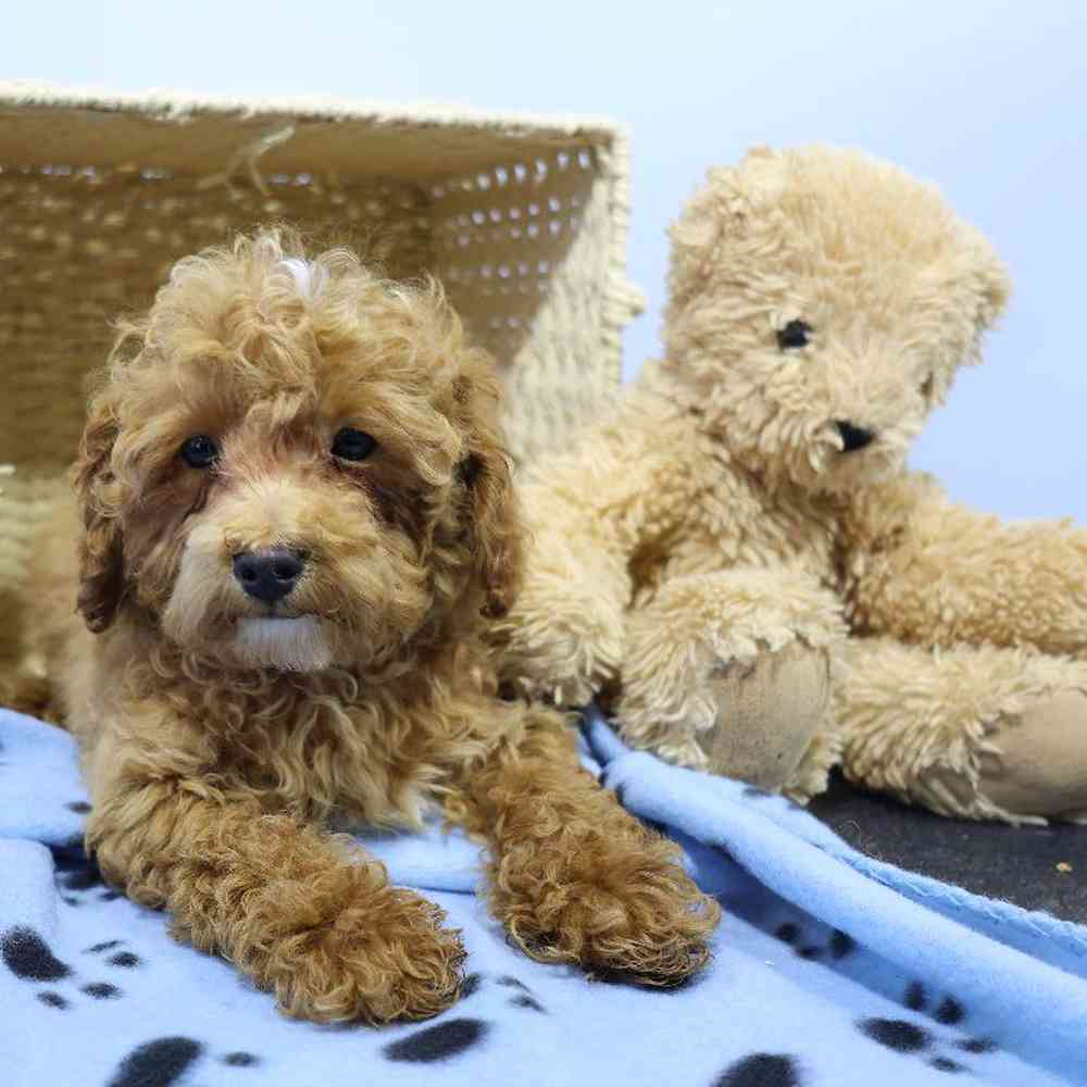 carousel pet images