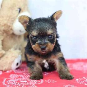 Yorkie