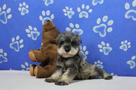 Mini Schnauzer