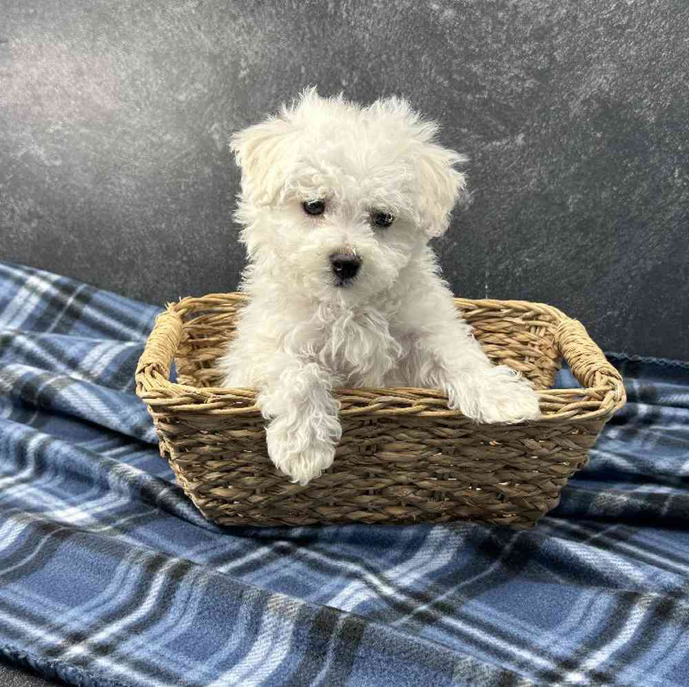 Male Bichon Puppy for Sale in Millersburg, IN