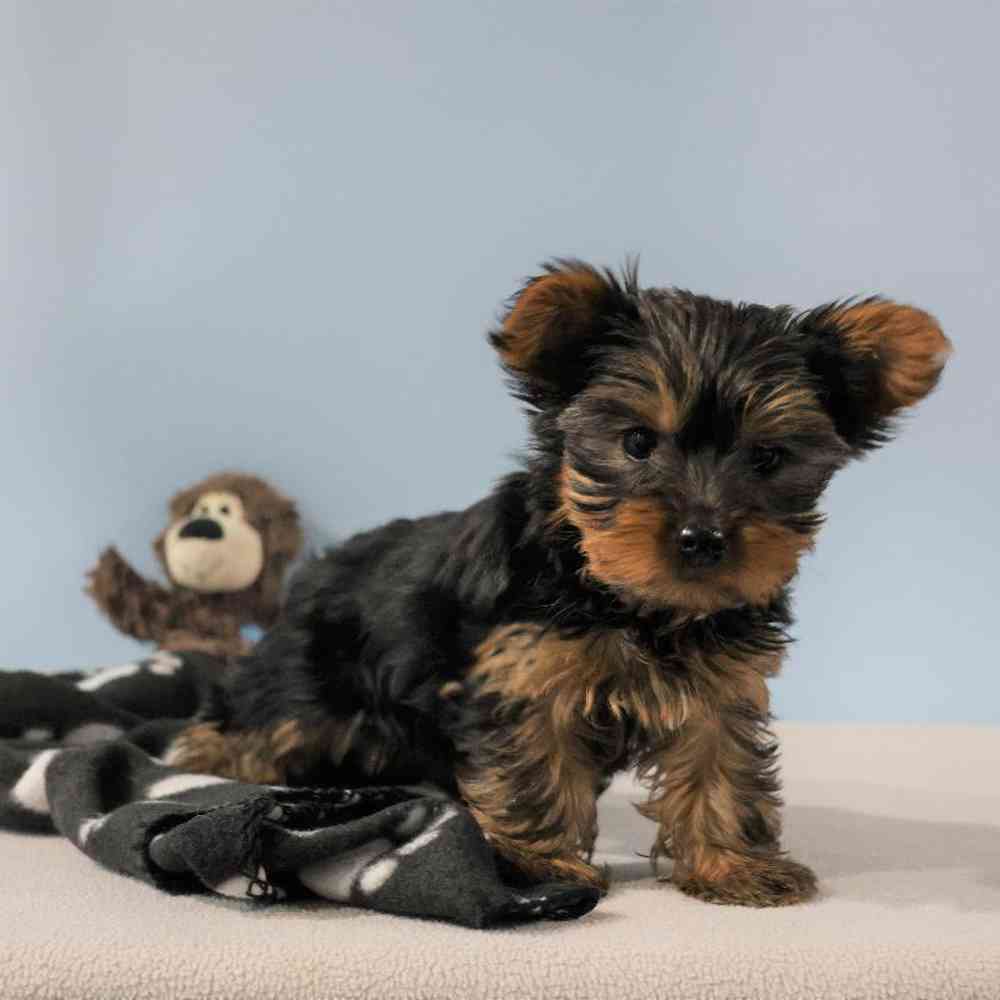 Male Yorkie Puppy for Sale in Millersburg, IN