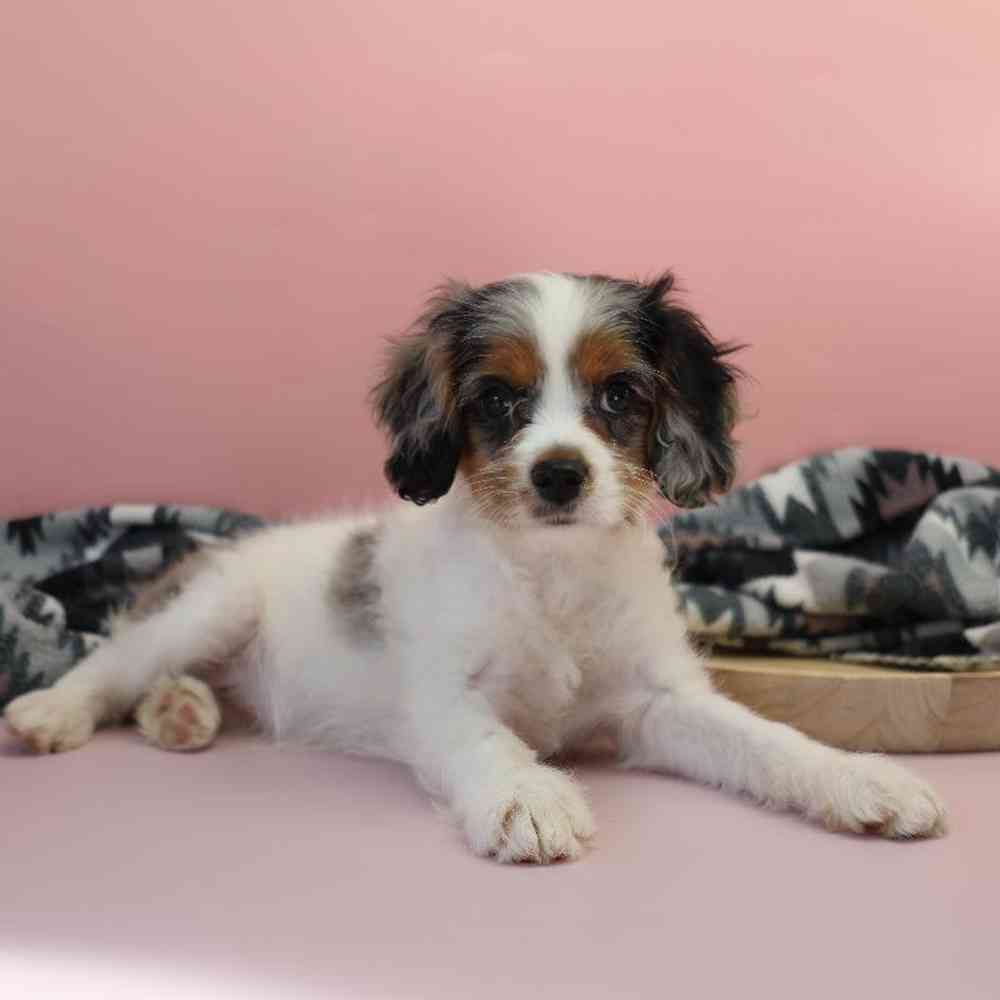 carousel pet images