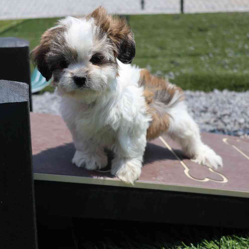 Male Shih Tzu Puppy for Sale in Millersburg, IN