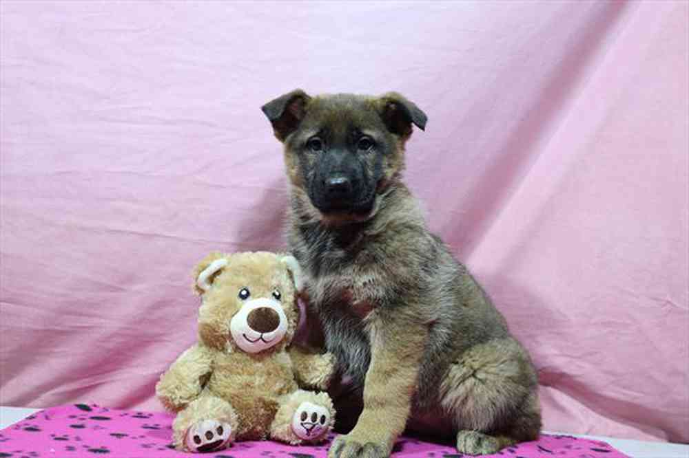 carousel pet images