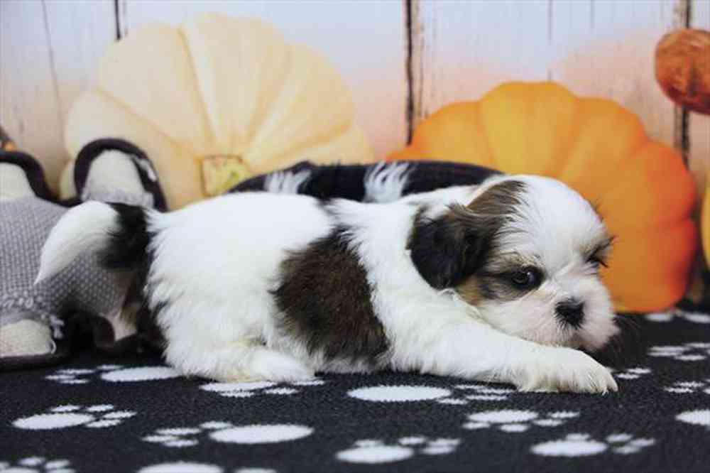 carousel pet images