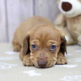 Dachshund