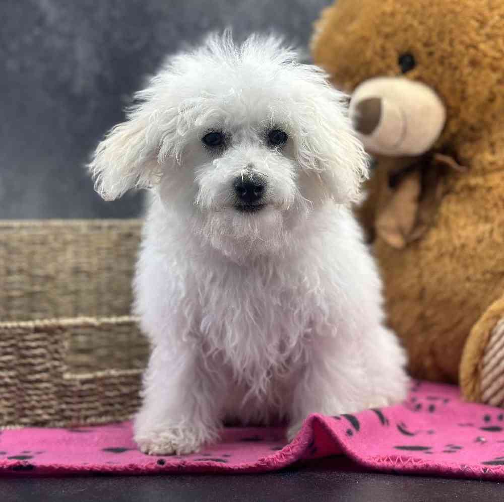 carousel pet images