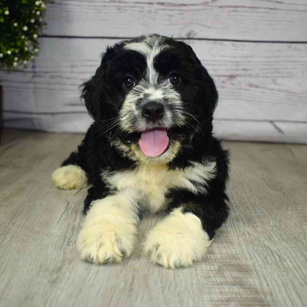 carousel pet images