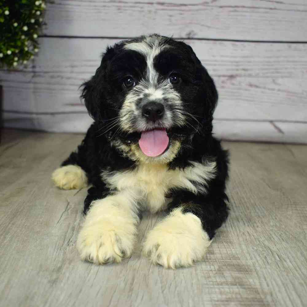 Female Aussiedoodle Puppy for sale