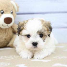 Shichon