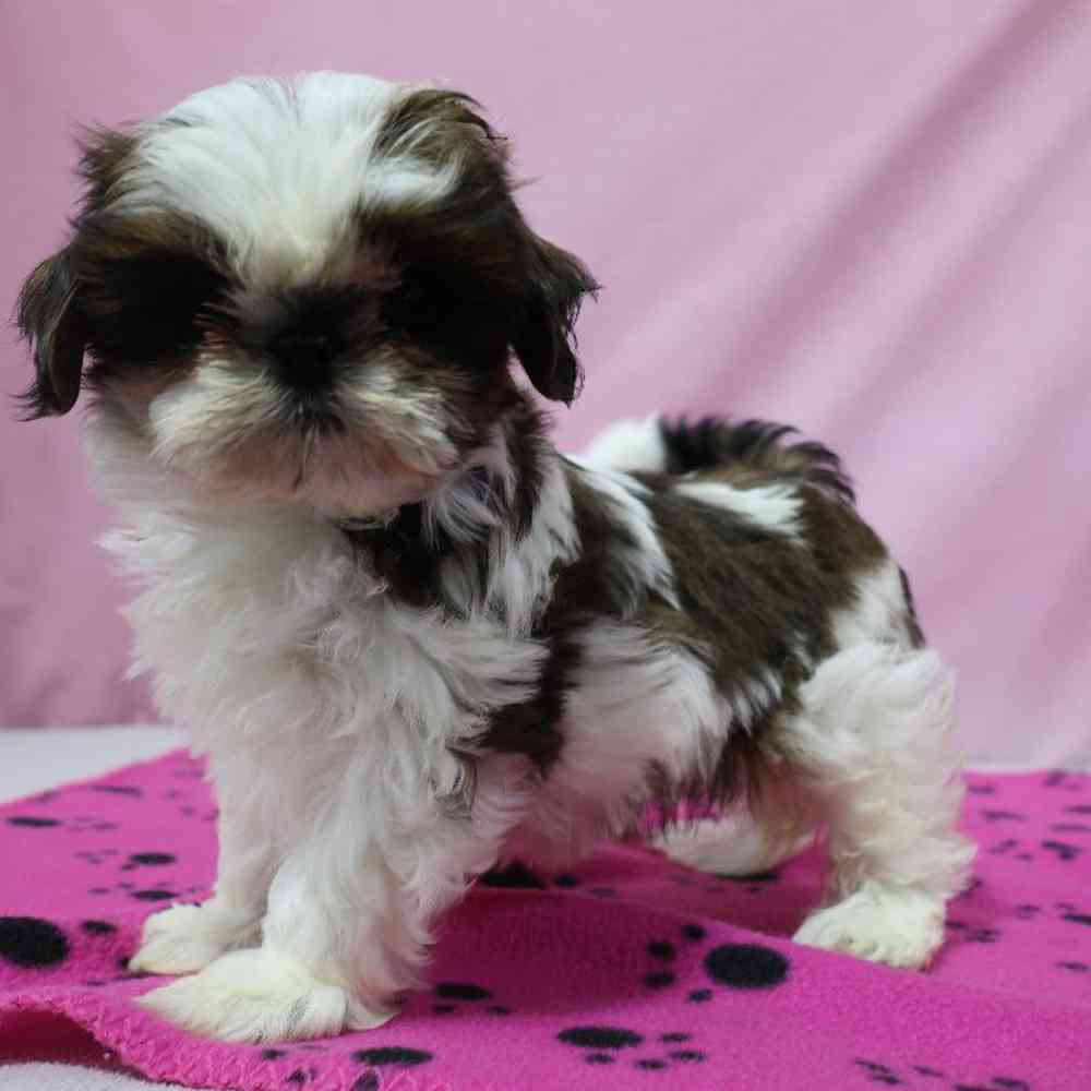 carousel pet images