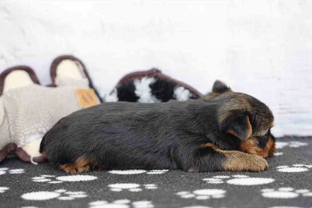 carousel pet images