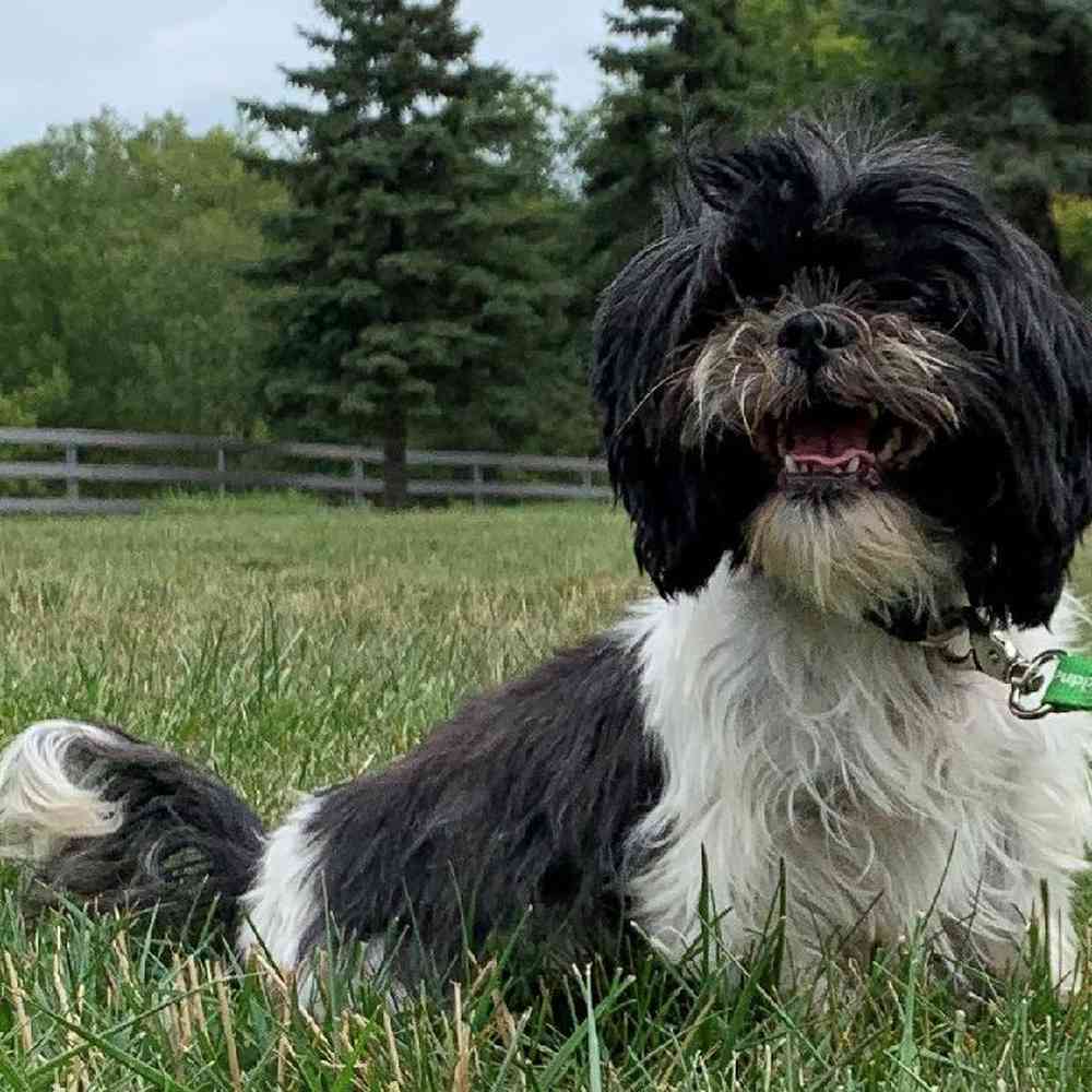 carousel pet images