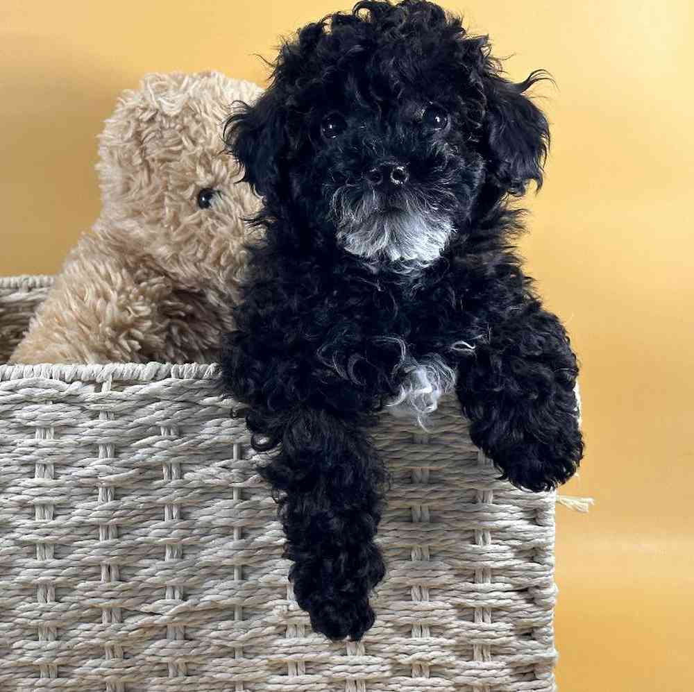 Male Mini Poodle Puppy for Sale in Millersburg, IN