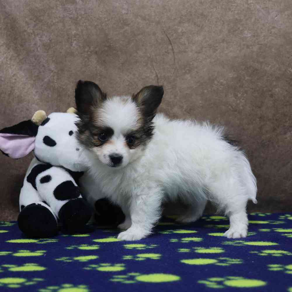 carousel pet images
