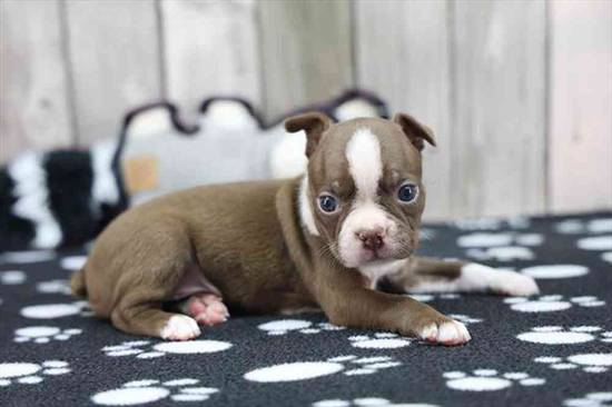 Boston Terrier