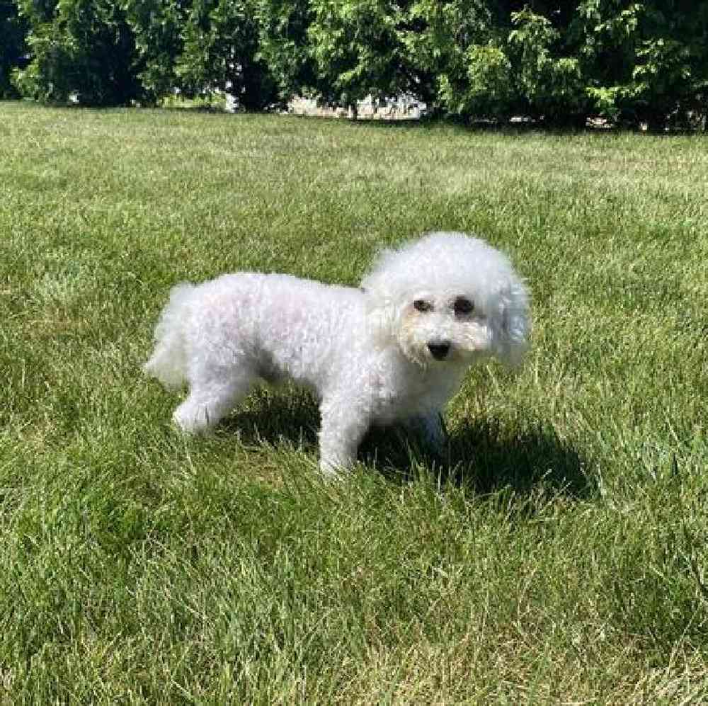 Female Shichon Puppy for Sale in Millersburg, IN