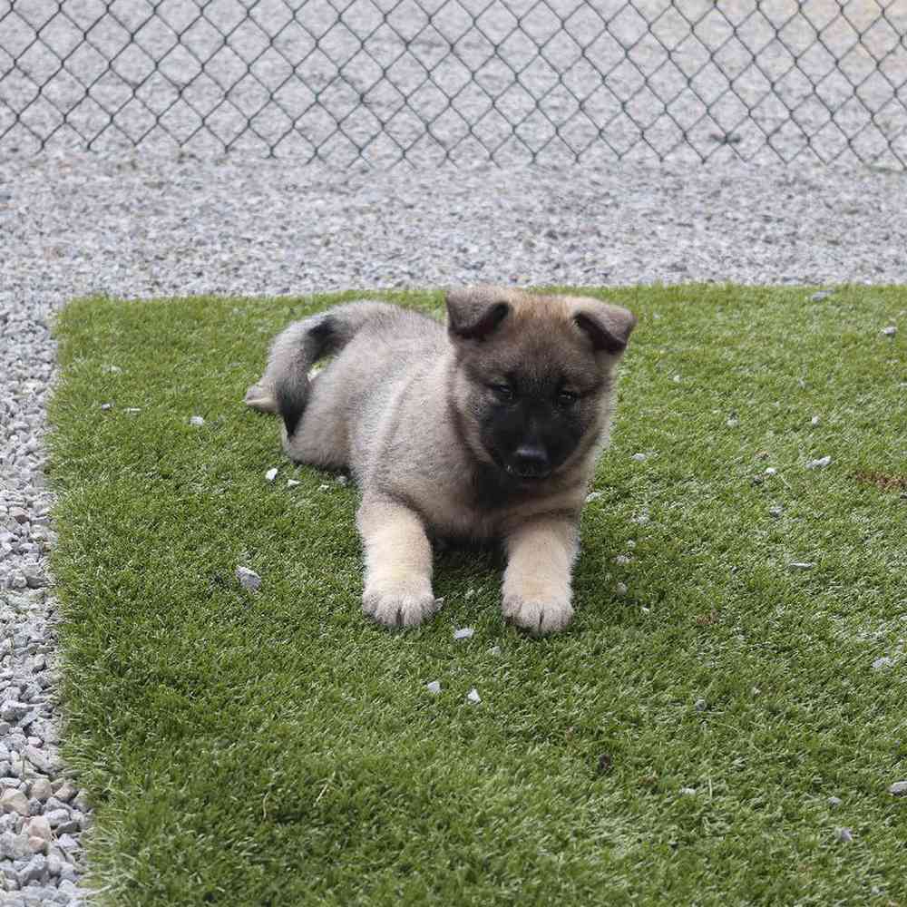 Male Norwegian Elkhound Puppy for Sale in Millersburg, IN