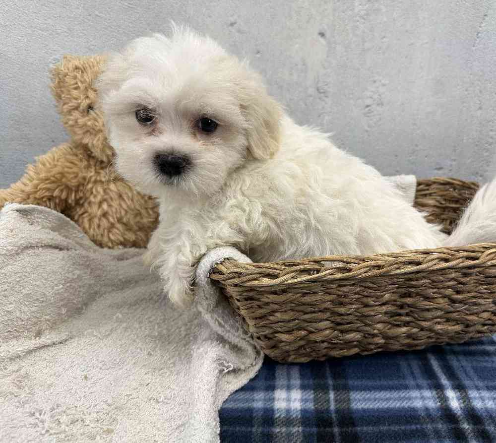 Male Shichon Puppy for Sale in Millersburg, IN