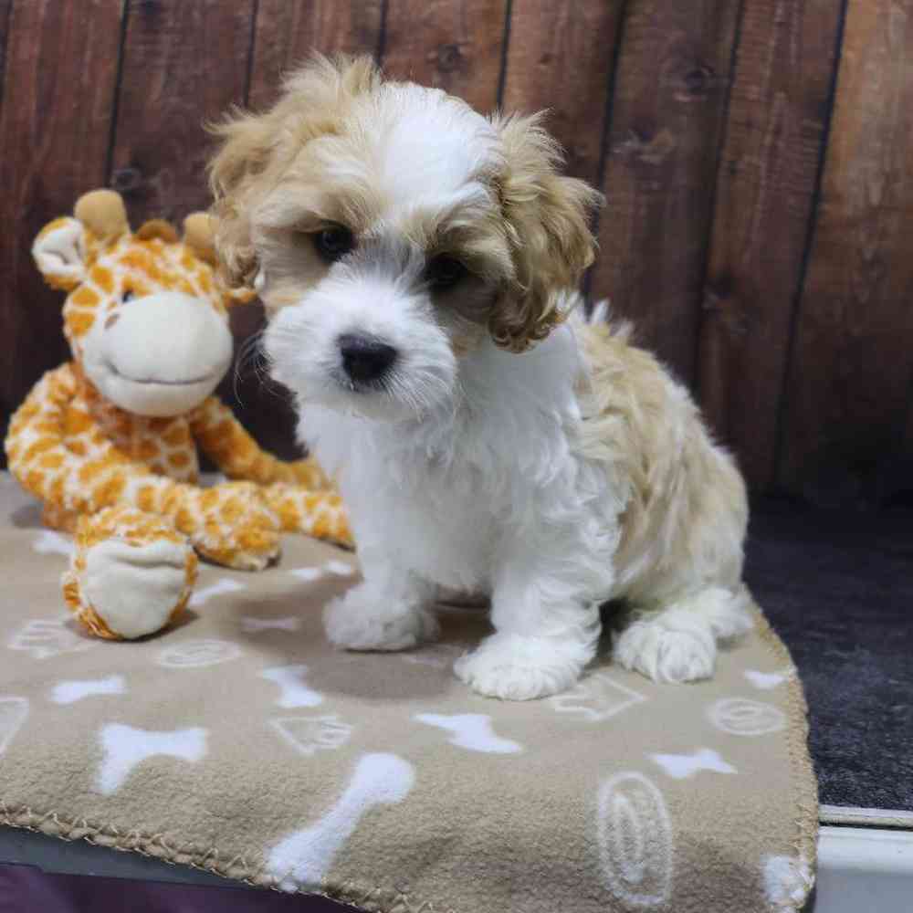 Male Cavachon Puppy for Sale in Millersburg, IN