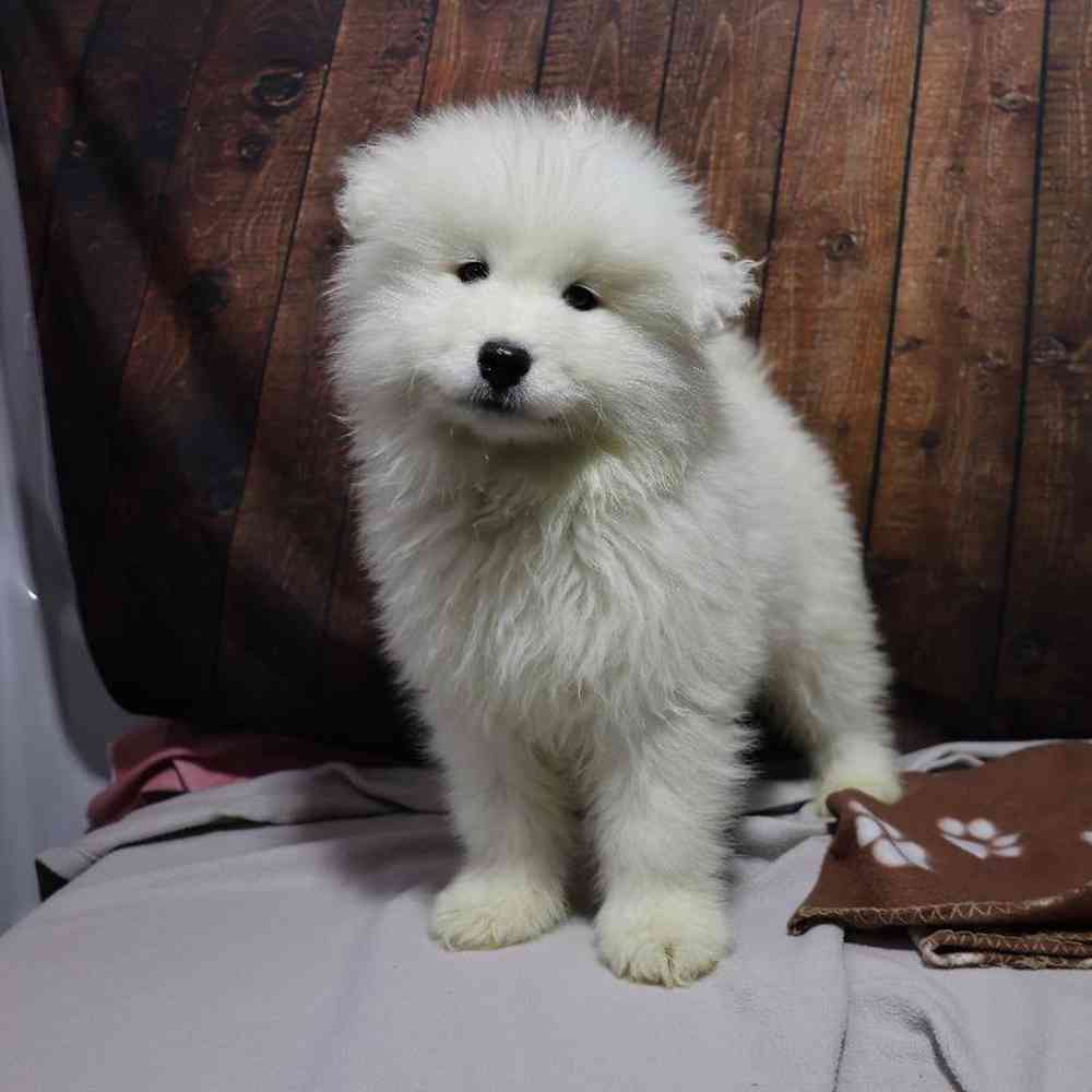 Male Samoyed Puppy for Sale in Millersburg, IN