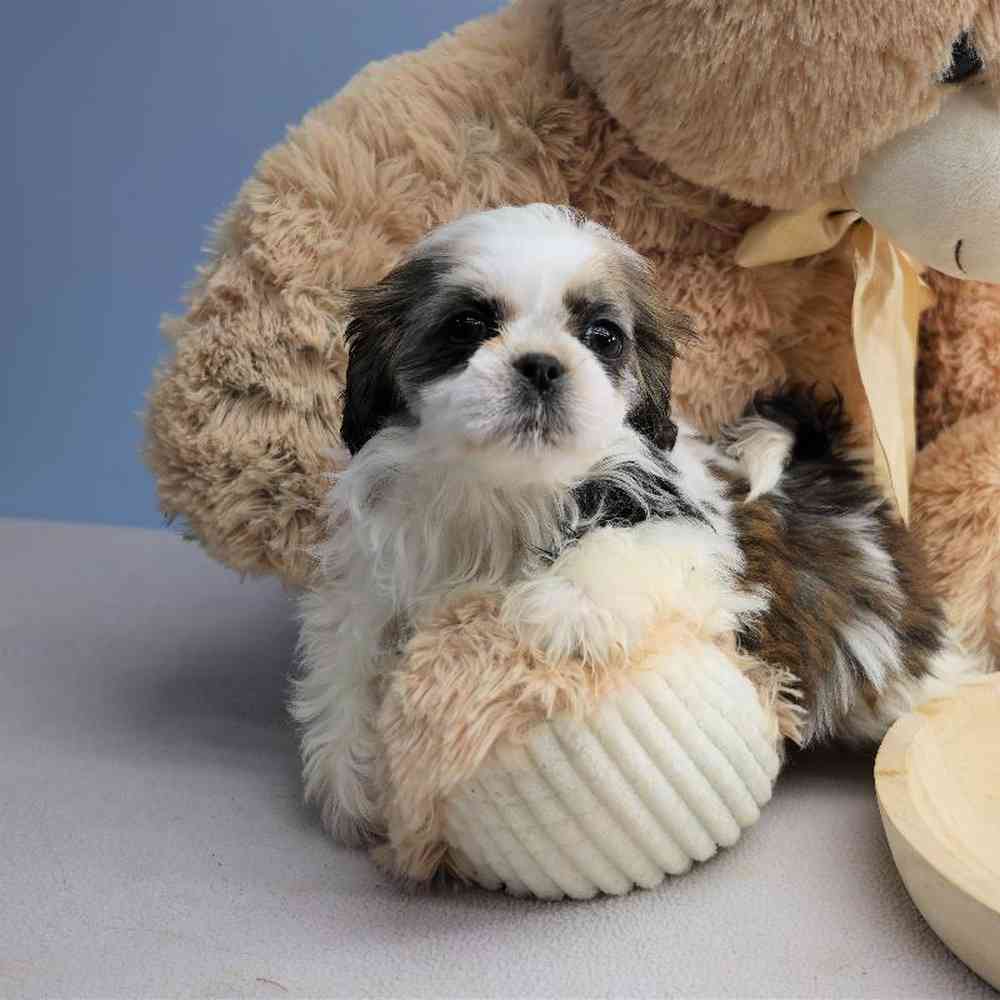 Male Shih Tzu Puppy for Sale in Millersburg, IN