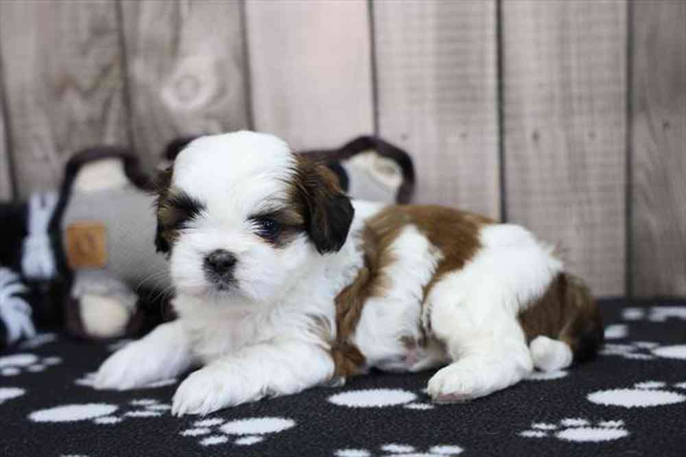 carousel pet images