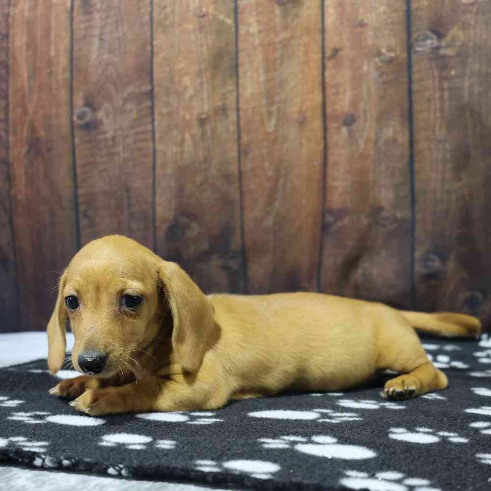 Female Dachshund Puppy for Sale in Millersburg, IN