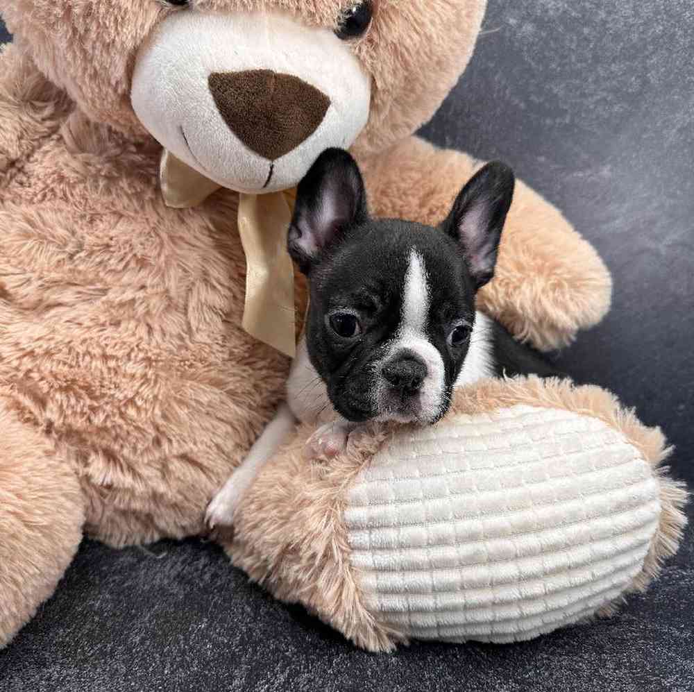 carousel pet images
