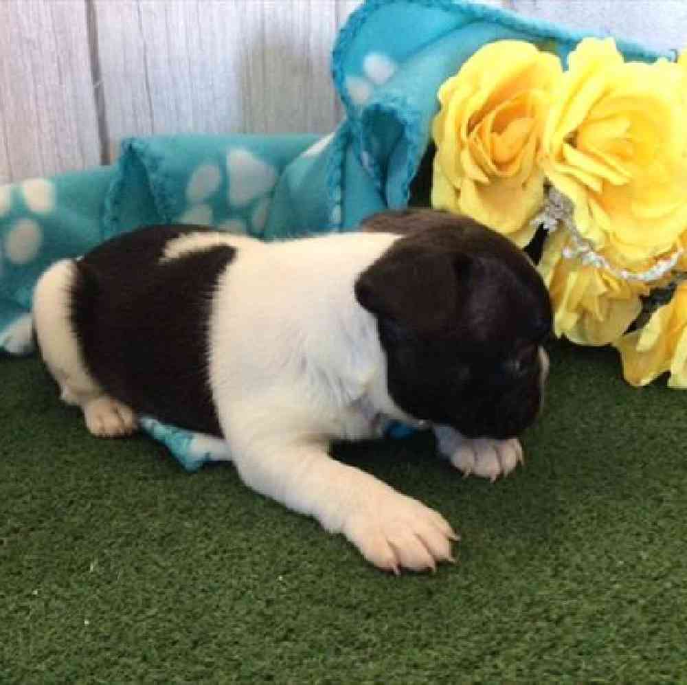 carousel pet images