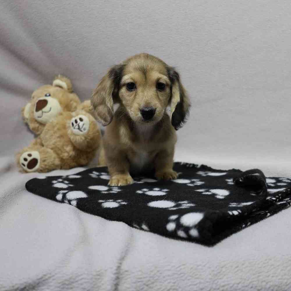 Female Dachshund Puppy for Sale in Millersburg, IN