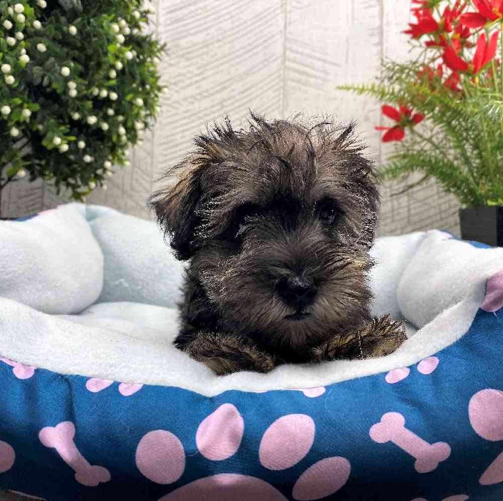 carousel pet images